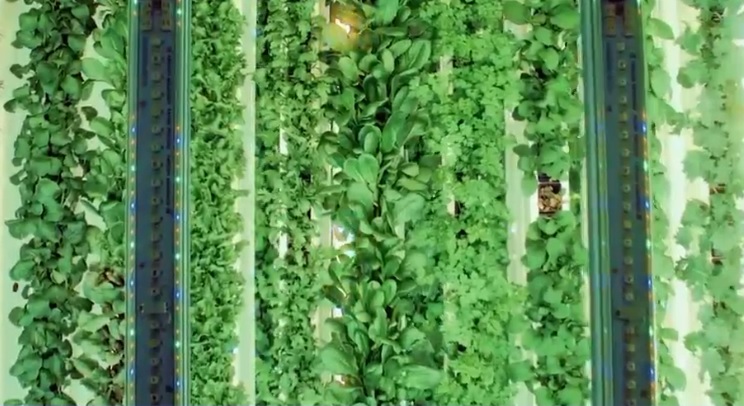 Se caută noi soluții pentru a se produce hrană. Așa au apărut fermele verticale de interior