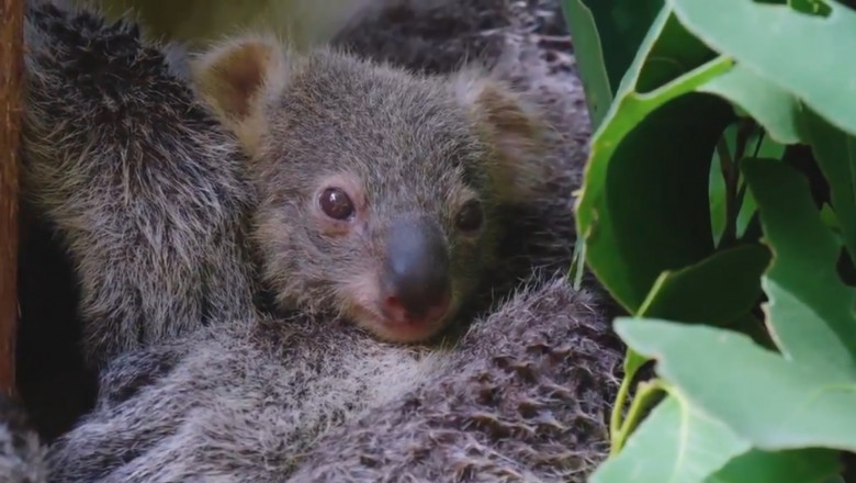 Puiul de koala nascut la ZOO din Sidney