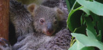 pui-koala-sidney-facebook -2