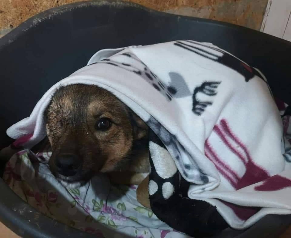 Cățelușă lovită și traumatizată de fostul stăpân. A avut nevoie de operație și a rămas fără un ochi