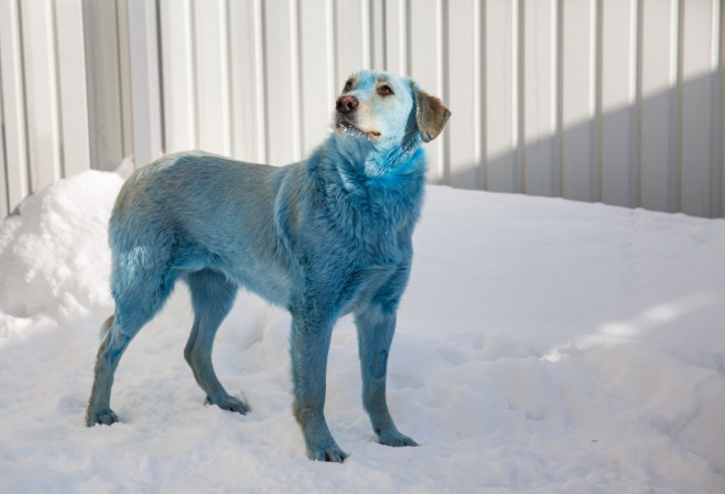 Blue-colored dog in vet clinic in Nizhny Novgorod, Russia