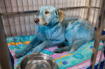 Blue-colored dog in vet clinic in Nizhny Novgorod, Russia