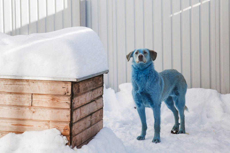 Blue-colored dog in vet clinic in Nizhny Novgorod, Russia