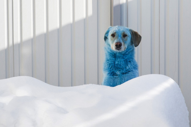 Câine cu blana albastră