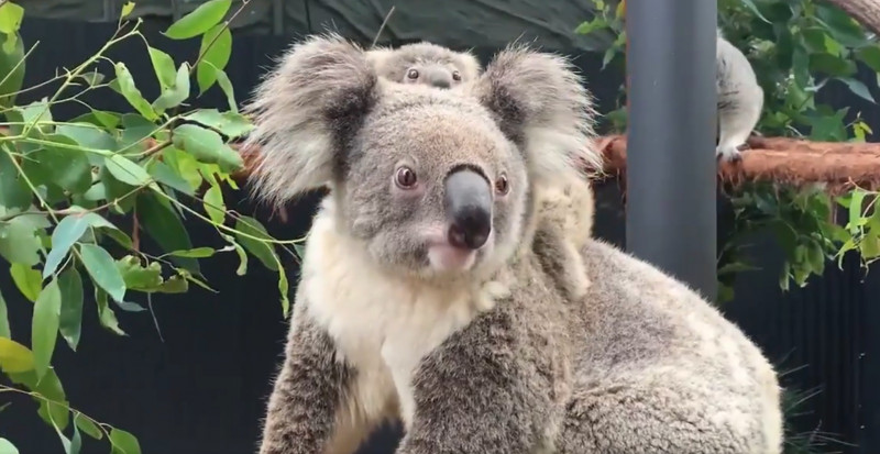 pui-koala-sidney-facebook -3