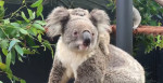 pui-koala-sidney-facebook -3