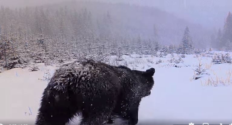 VIDEO. Urși filmați în timp ce inspectează o cameră de monitorizare amplasată într-o pădure din Neamț