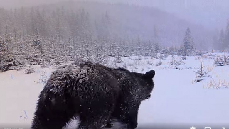 Urși filmați în timp ce inspectează o cameră de monitorizare a faunei