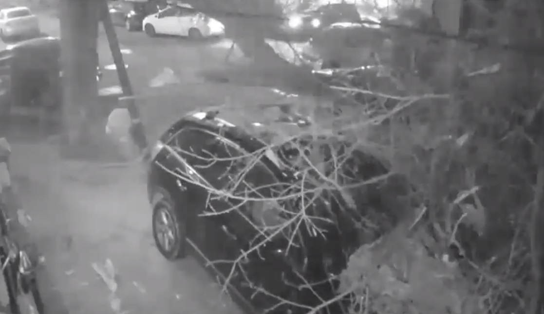 VIDEO. Momentul în care un copac cade peste două mașini parcate, în București. Imagini de pe camerele de supraveghere