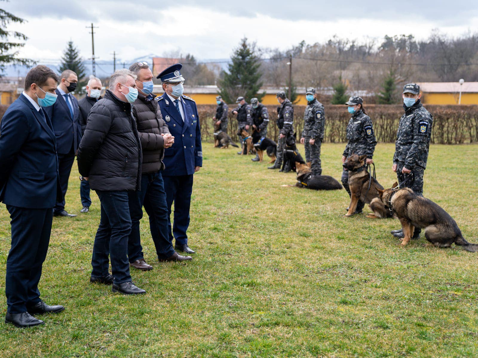 caini politisti bode