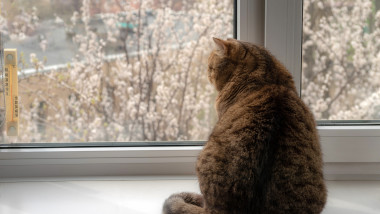 o pisica se uita pe fereastra la copacii infloriti