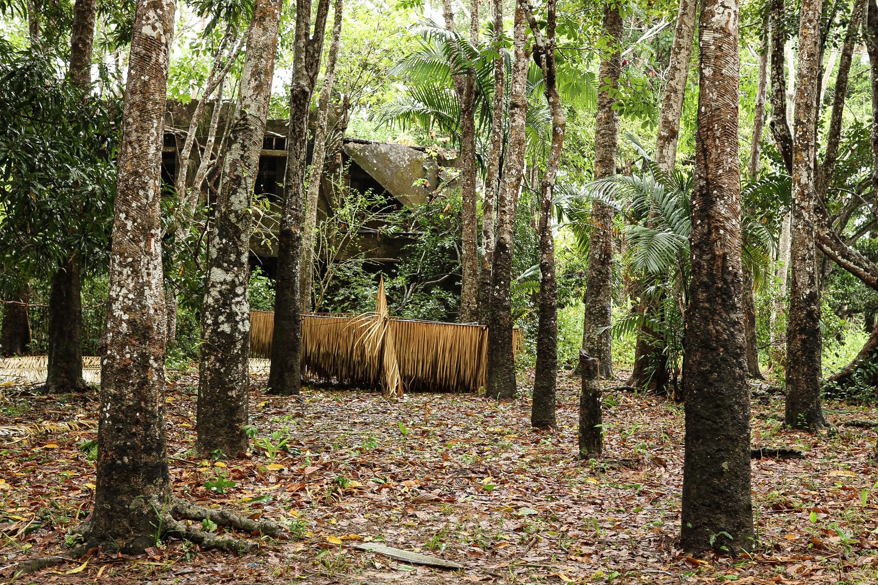 Bucăţi uriașe din pădurea tropicală amazoniană sunt scoase la vânzare ilegal pe Facebook