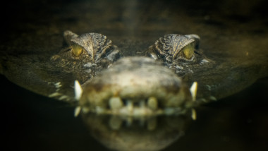 ochi de crocodil in apa