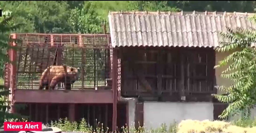 Urși negociați la o fermă clandestină din Arad. Ce dezvăluia în urmă cu 7 ani un reportaj TF1 și care este situația acum