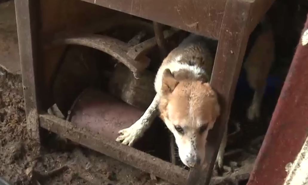 Zeci de câini ținuți în condiții înfiorătoare, salvați dintr-o fermă abandonată. Deținătoarea adăpostului, cercetată de Poliție