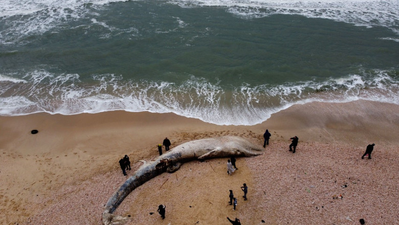 balena moarta pe plaja fotografiata de sus