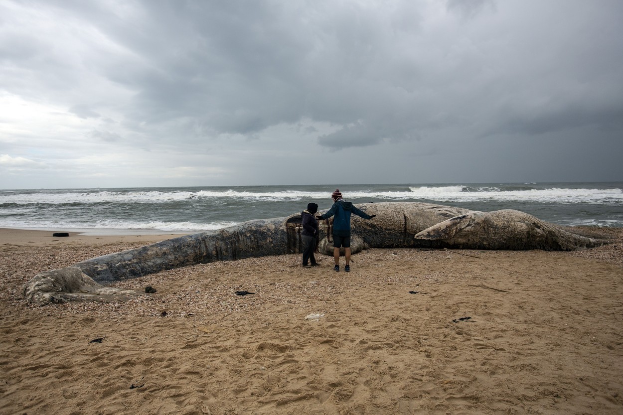 Dead Fin Whale Washed Ashore Israel Coast