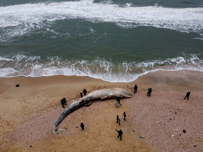 Balenă moartă, de 17 metri, adusă de valuri pe o plajă din Israel