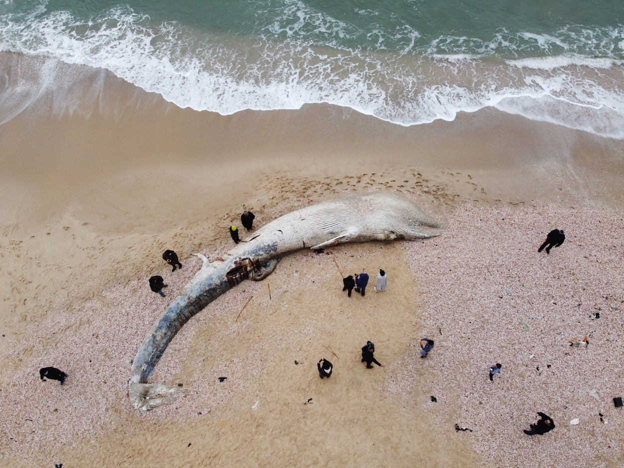 Dead Fin Whale Washed Ashore Israel Coast