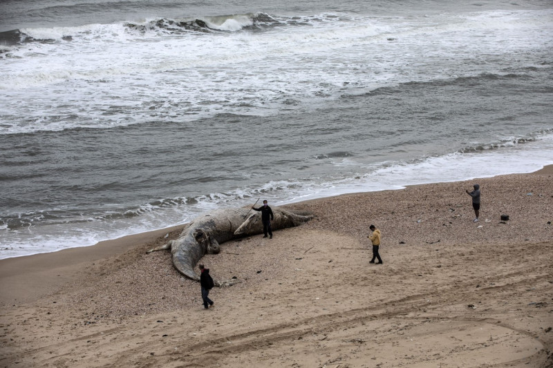 Dead Fin Whale Washed Ashore Israel Coast