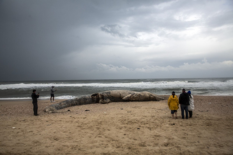 Dead Fin Whale Washed Ashore Israel Coast