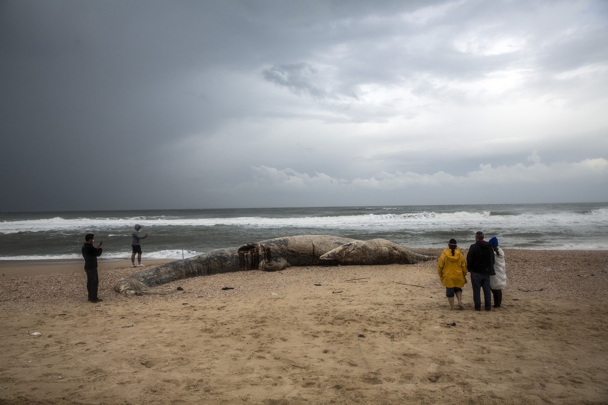 Dead Fin Whale Washed Ashore Israel Coast