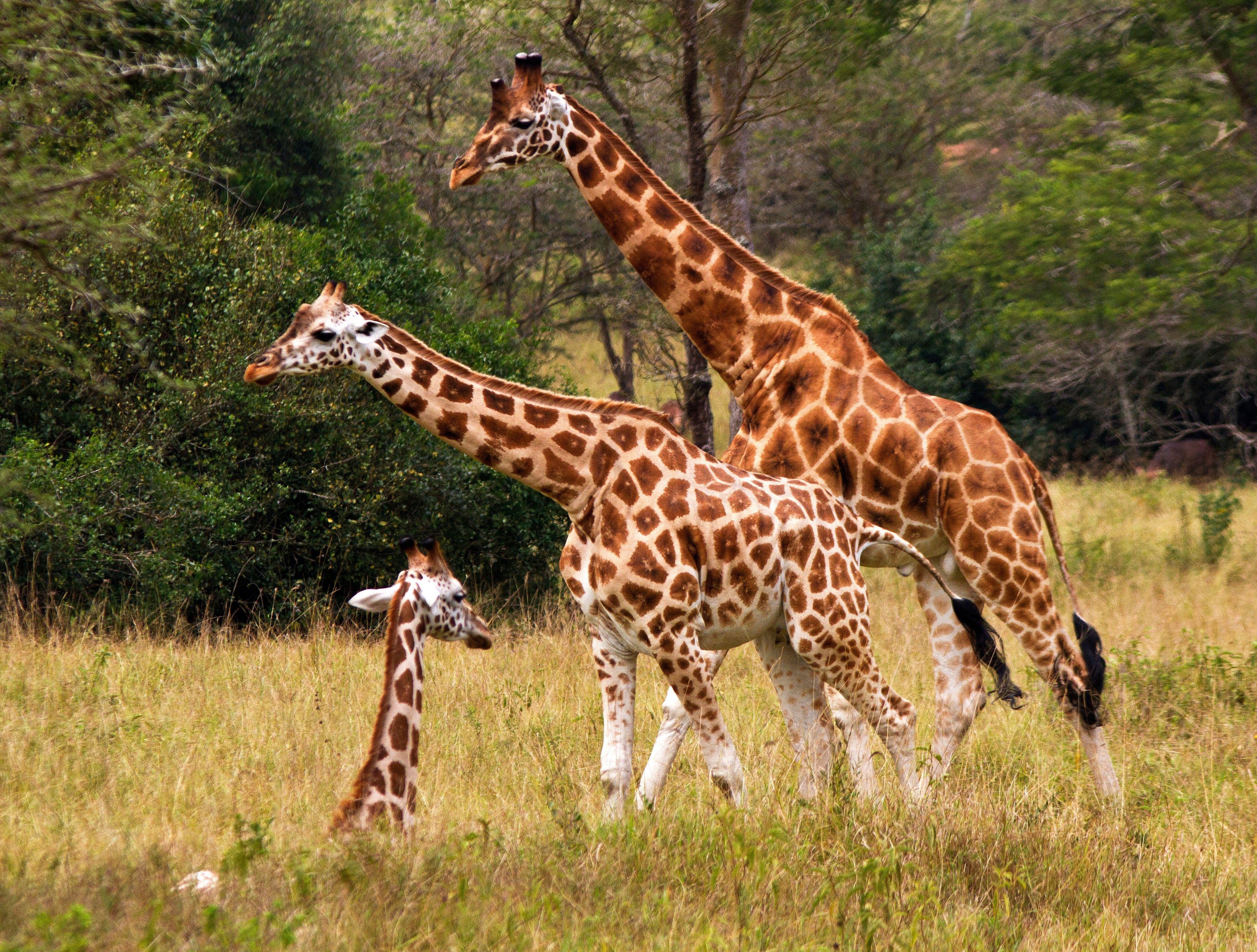 Trei girafe dintr-o specie aflată pe cale de dispariție au murit electrocutate din cauza stâlpilor de tensiune prea scunzi