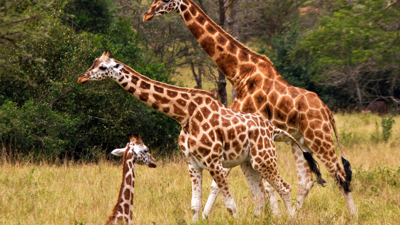 Trei girafe Rothschild