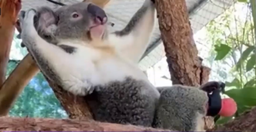 Povestea unui koala fericit. Nu se mai satură de cățărat de când a primit o proteză de picior