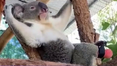 urs koala cu proteza de picior stand sprijinit pe spate