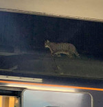 pisica pe tren