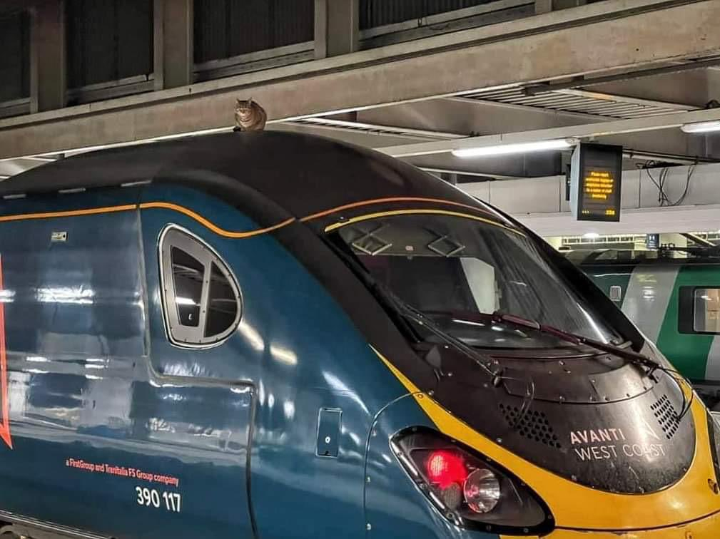 O pisică s-a urcat pe un tren de mare viteză în Londra și a durat trei ore să fie coborâtă
