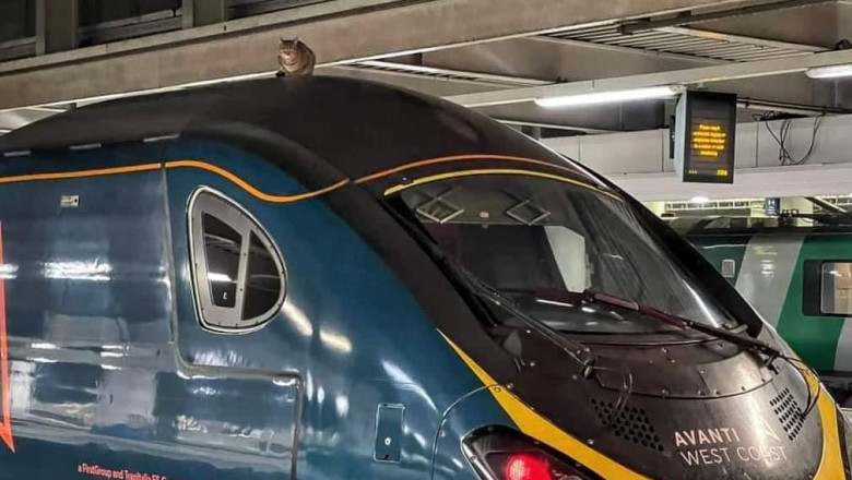 pisica pe tren in Marea Britanie