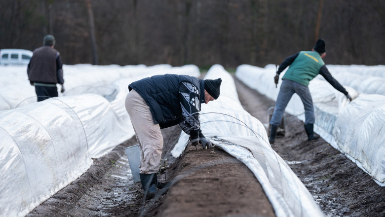 Muncitori români la o fermă de sparanghel în Germania.
