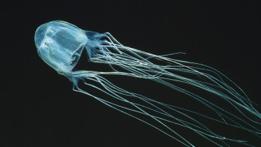 O meduză cu cutie înotând în ocean