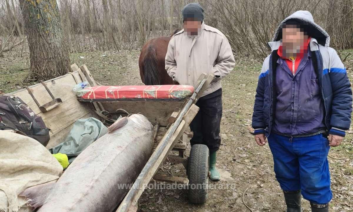 Un morun de 140 de kilograme, prins de pescari, a fost eliberat în apă de polițiștii tulceni