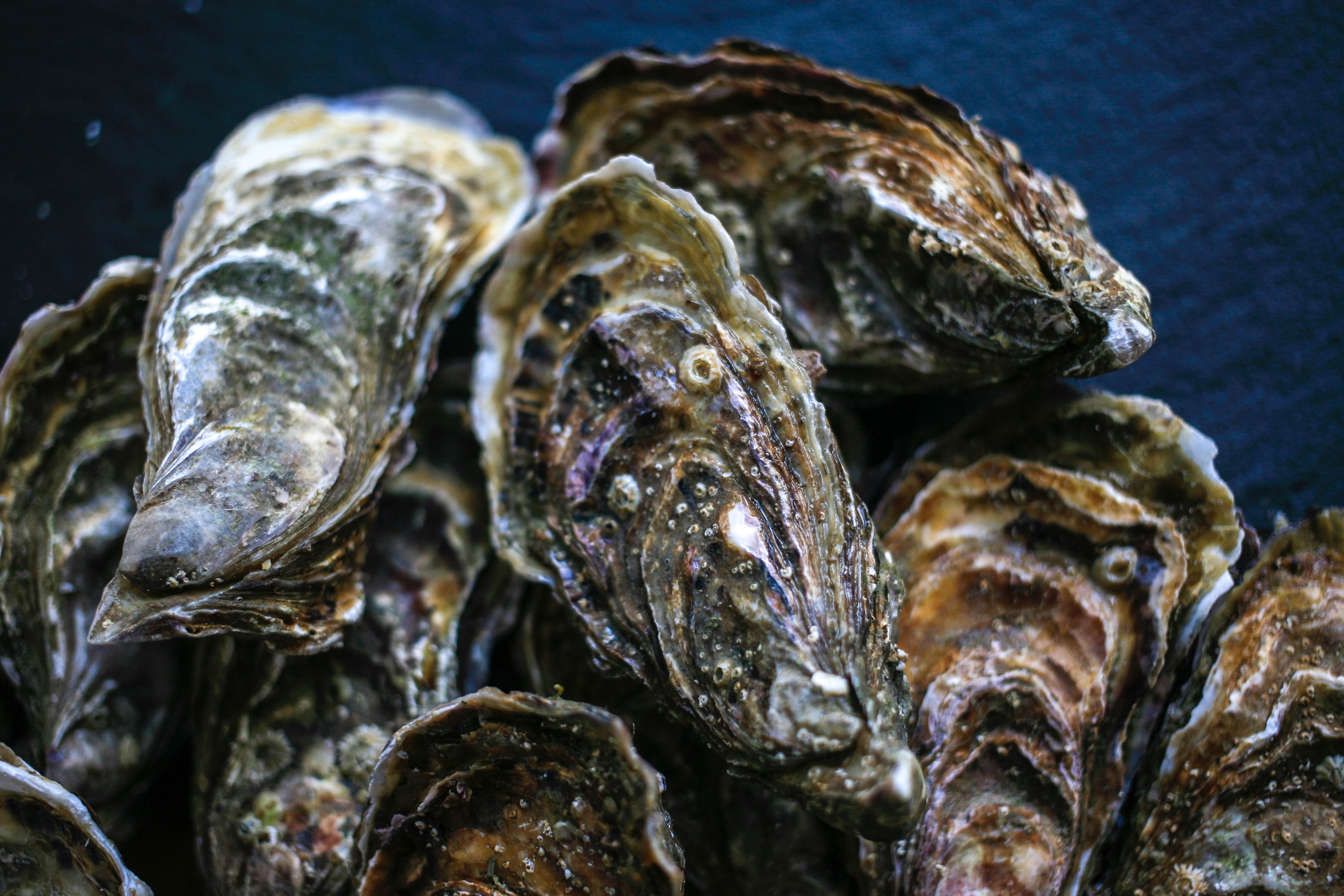 Stridii de Pacific, descoperite în Marea Neagră. Biologii marini spun că specia s-a acomodat foarte bine