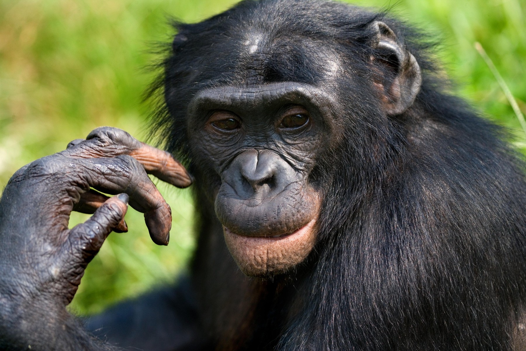 Nouă maimuțe de la grădina zoologică din San Diego, primele animale din lume vaccinate împotriva Covid-19
