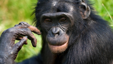 prim plan cu o maimuță bonobo