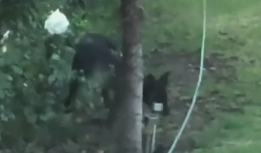 VIDEO: Un animal care suferă de o modificare genetică rară a speriat locuitorii unui cartier londonez