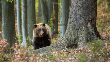 Urs în pădure