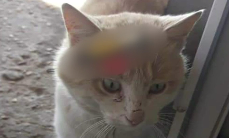 VIDEO. Pisici torturate: Una a murit, altele, rănite grav. Specialiștii așteaptă acțiuni ale Poliției Animalelor, nou înființate