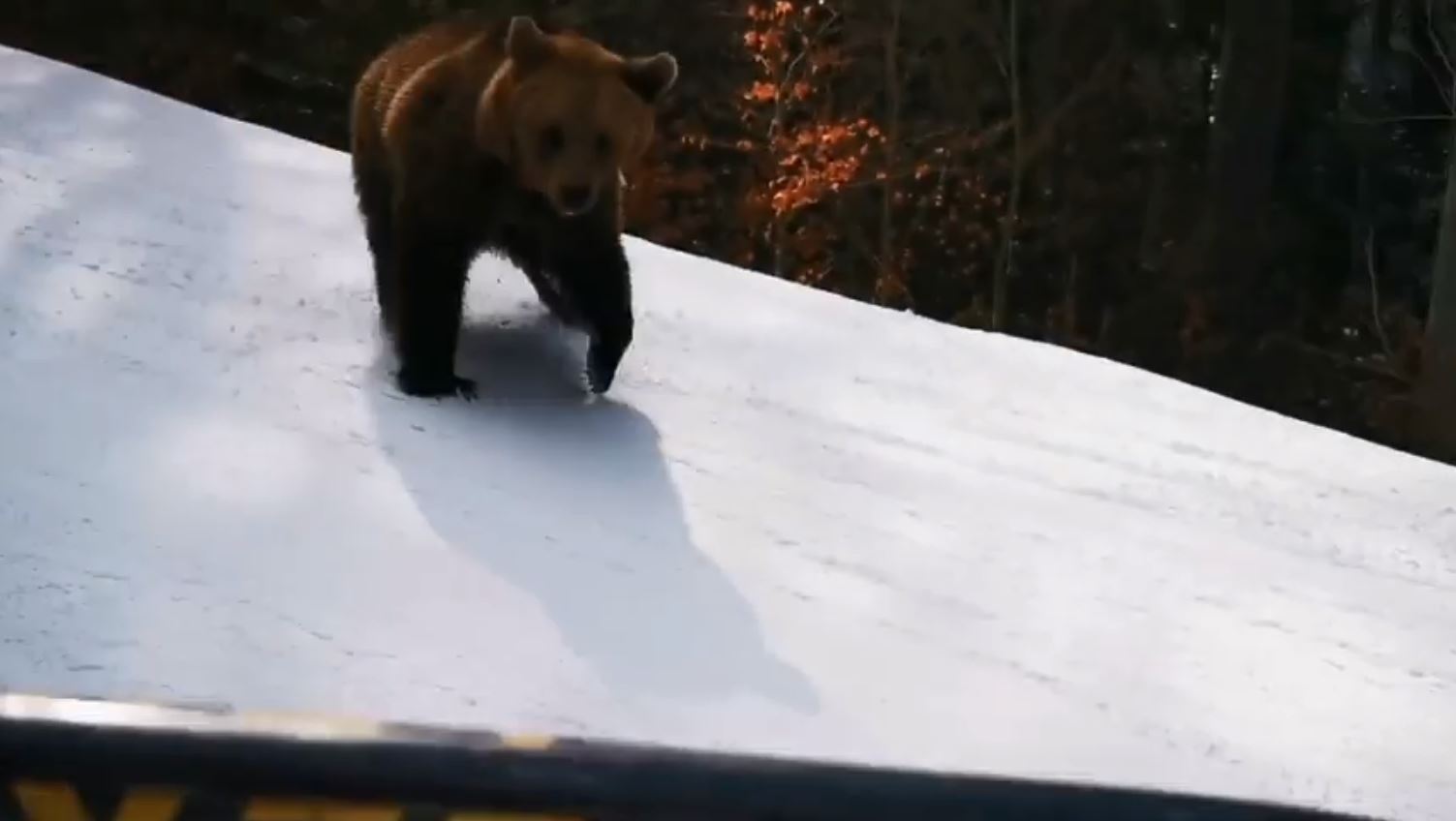 Imagini dramatice pe pârtie. Un bărbat a fost fugărit de urs minute în șir, după ce a încercat să-l alunge în pădure