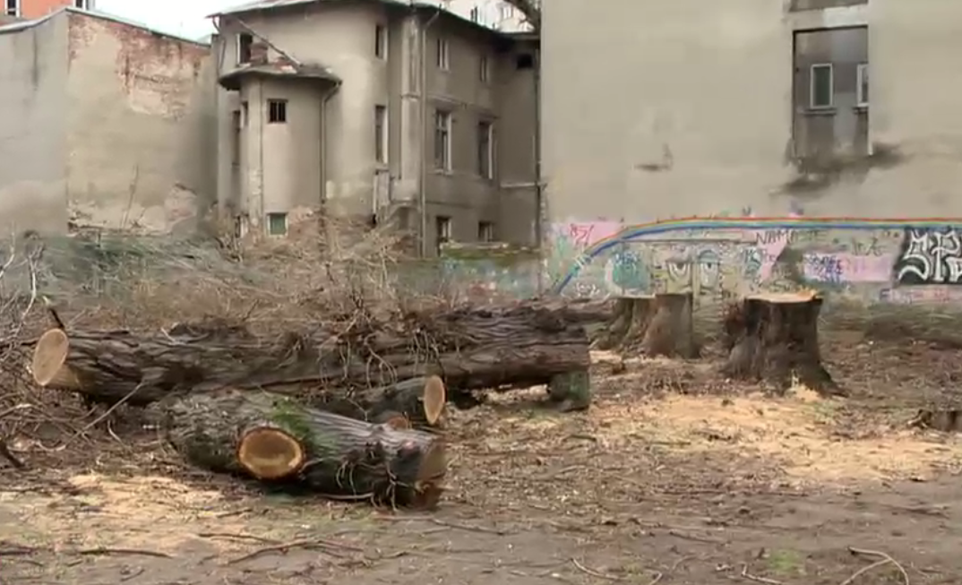 Copaci tăiați fără aviz în București: „Principalii tăietori sunt chiar autoritățile locale”