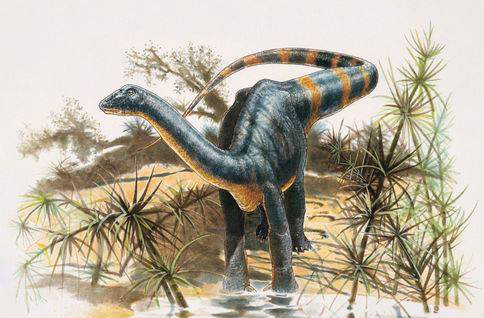 Un sit al dinozaurilor din Transilvania, regăsit după 100 de ani. Aici fusese descoperit Magyarosaurus dacus