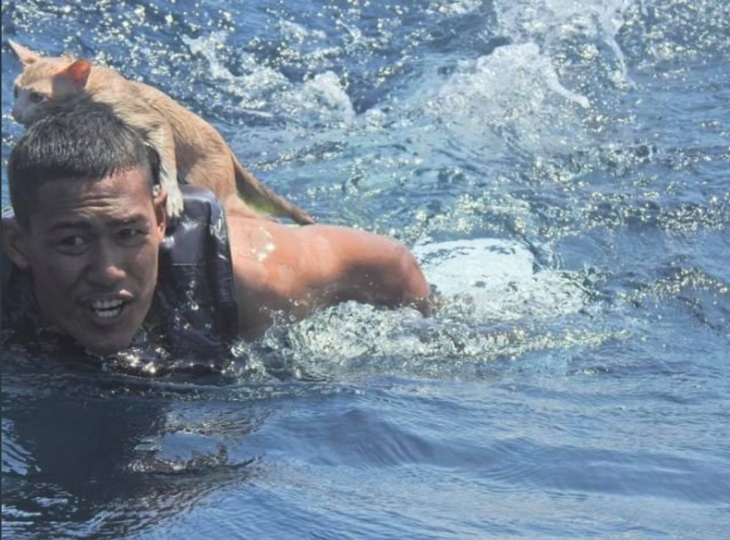 Marina thailandeză a salvat de la înec patru pisici. Au fost lăsate în urmă de echipajul care a abandonat nava care se scufunda