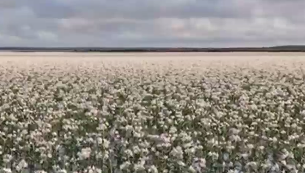 VIDEO. Imagini spectaculoase cu milioane de crini care au apărut în deșertul Namib