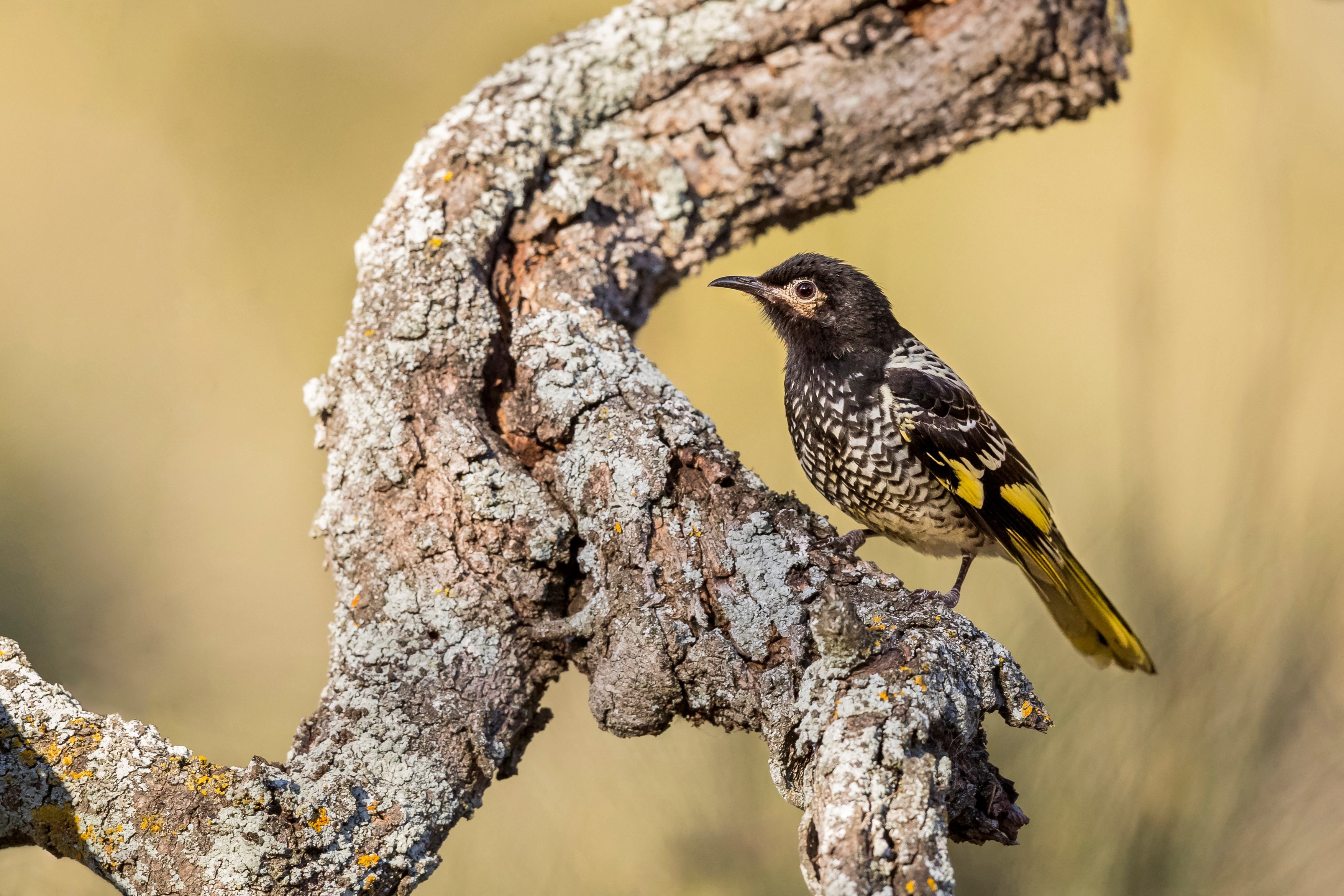 O specie de pasăre a devenit atât de rară încât își pierde propriul cântec
