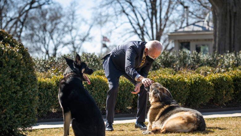 Cei doi câini din rasa ciobănesc german ai președintelui american Joe Biden, Champ și Major