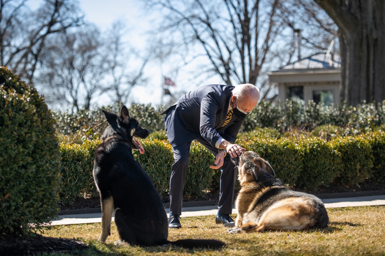Câinii lui Joe Biden se întorc la Casa Albă. Unul dintre ei ar fi mușcat un agent al serviciilor secrete